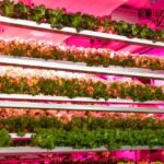 VERTICAL FARMING LED