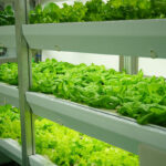 inset_verticalfarm2