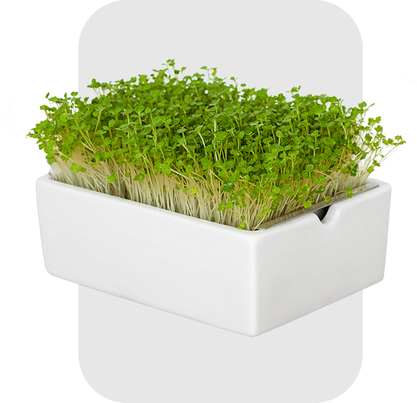 microgreens